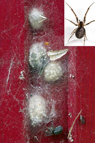 Zygiella x-notata